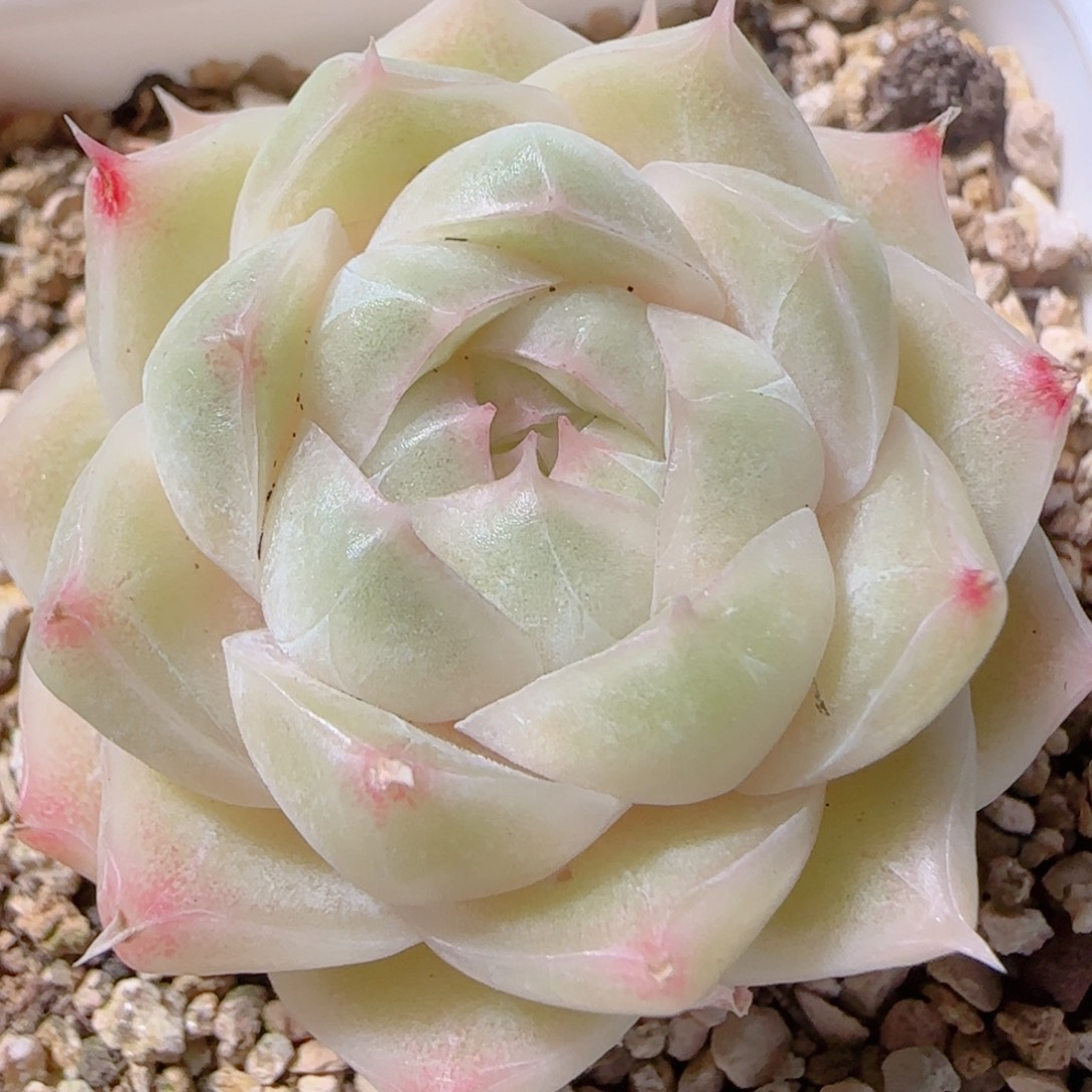 花语多肉1203-38麦秆