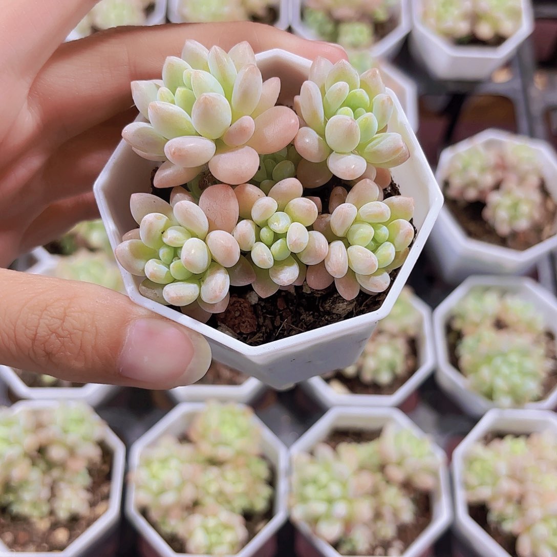 精品洛可可多肉植物