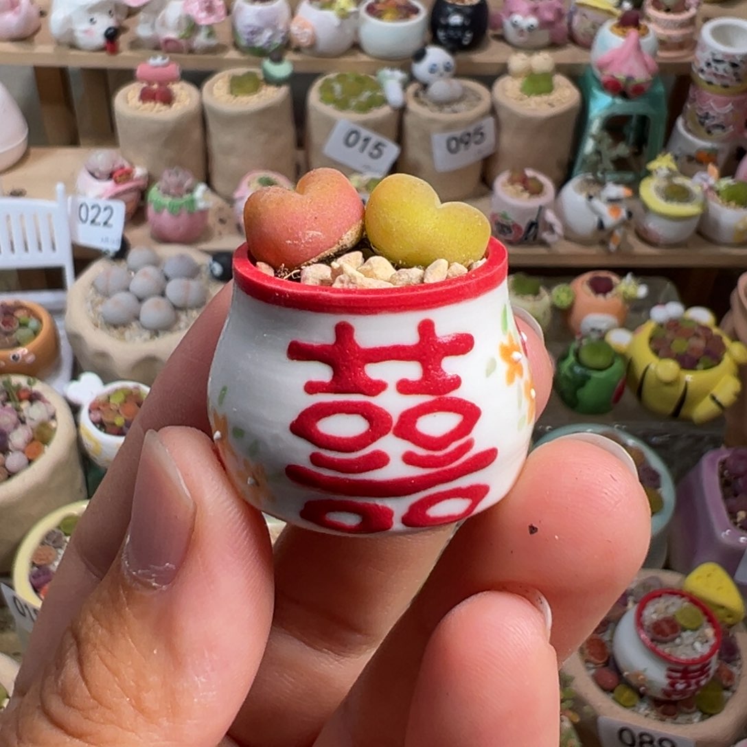 多肉植物99号拇指盆