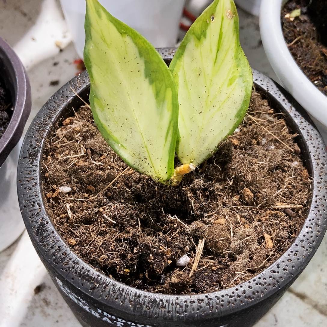 完全开放鱼尾内锦球兰微瑕疵110