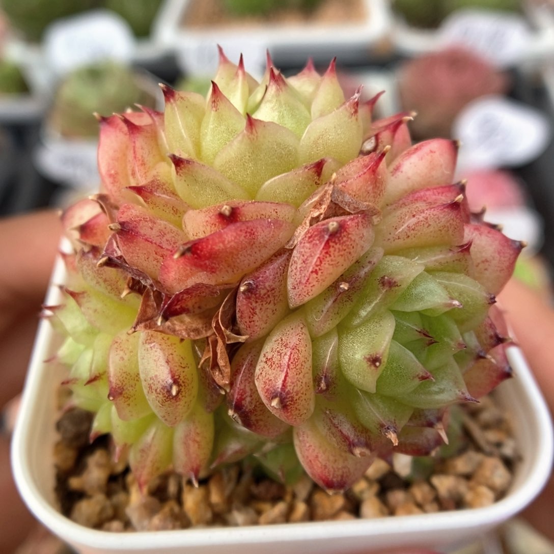 油透麦秆群生579号