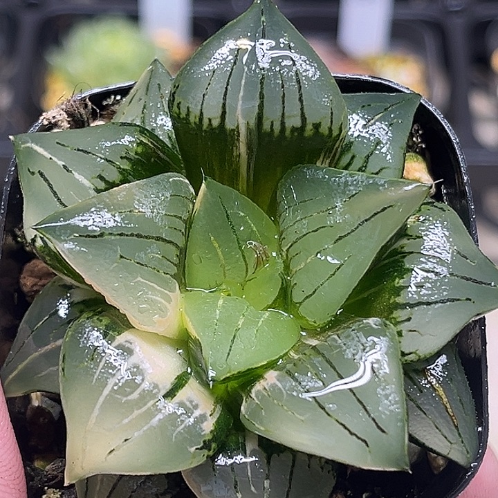 172巨大丸叶云窗红纹锦