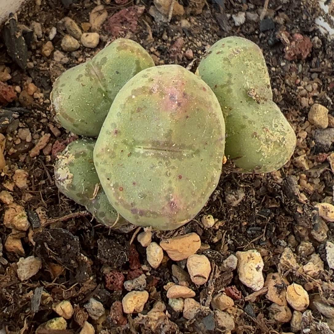 多肉植物111111111111111