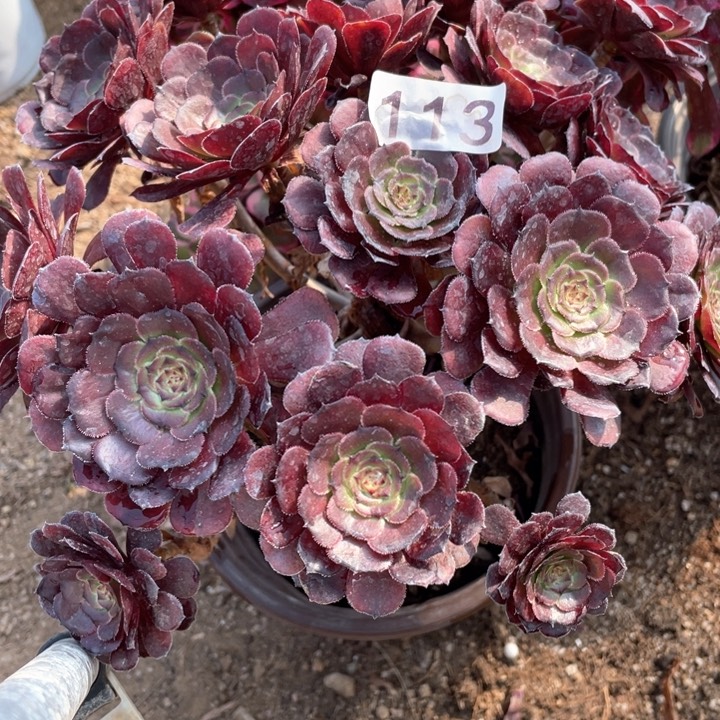 113多肉植物黑萝莉