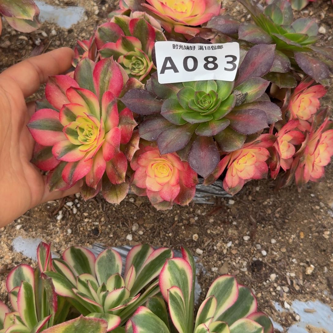 083荔枝 多肉植物