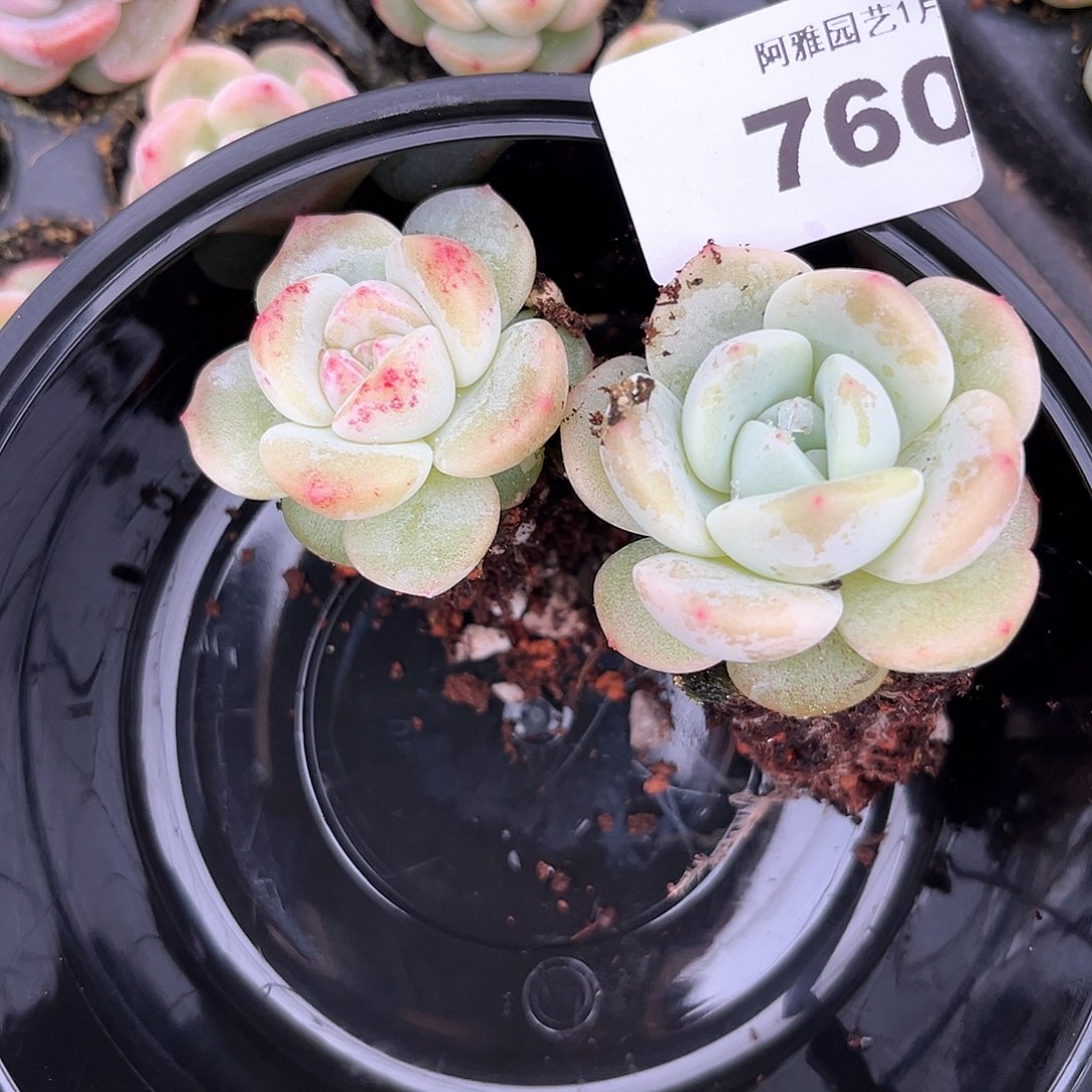 阿雅园艺。       760