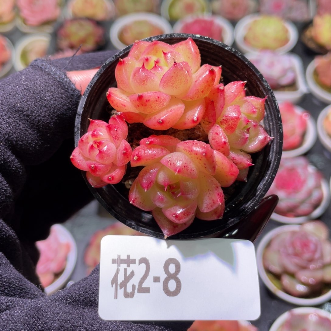 花利美2-8海王群生