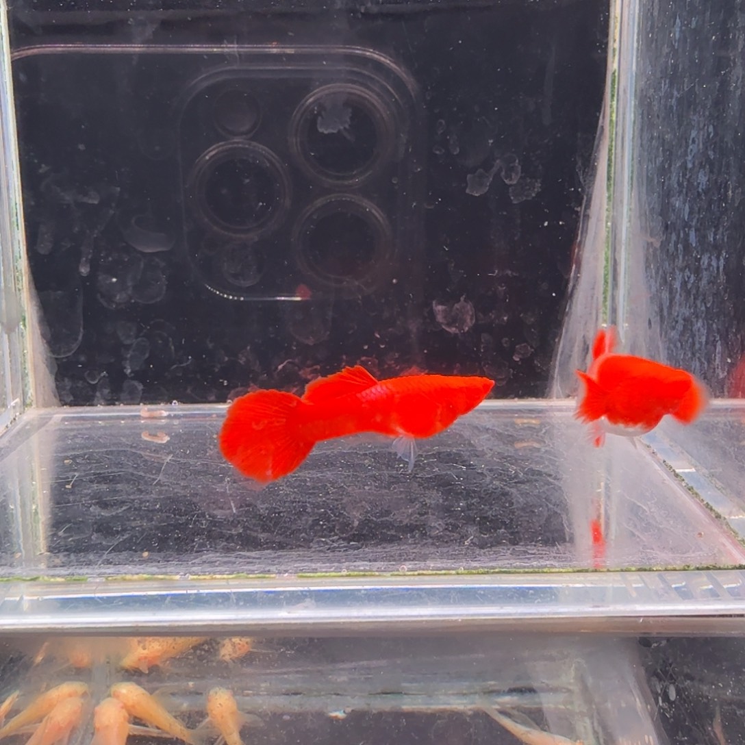 孔雀鱼鸿运当头双份水1对
