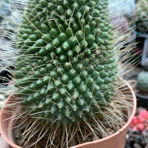 白柱仙人球12米仙人球