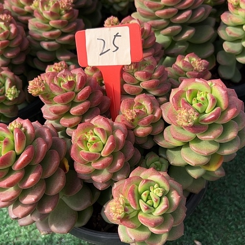 25拉萨带盆一个多肉植物