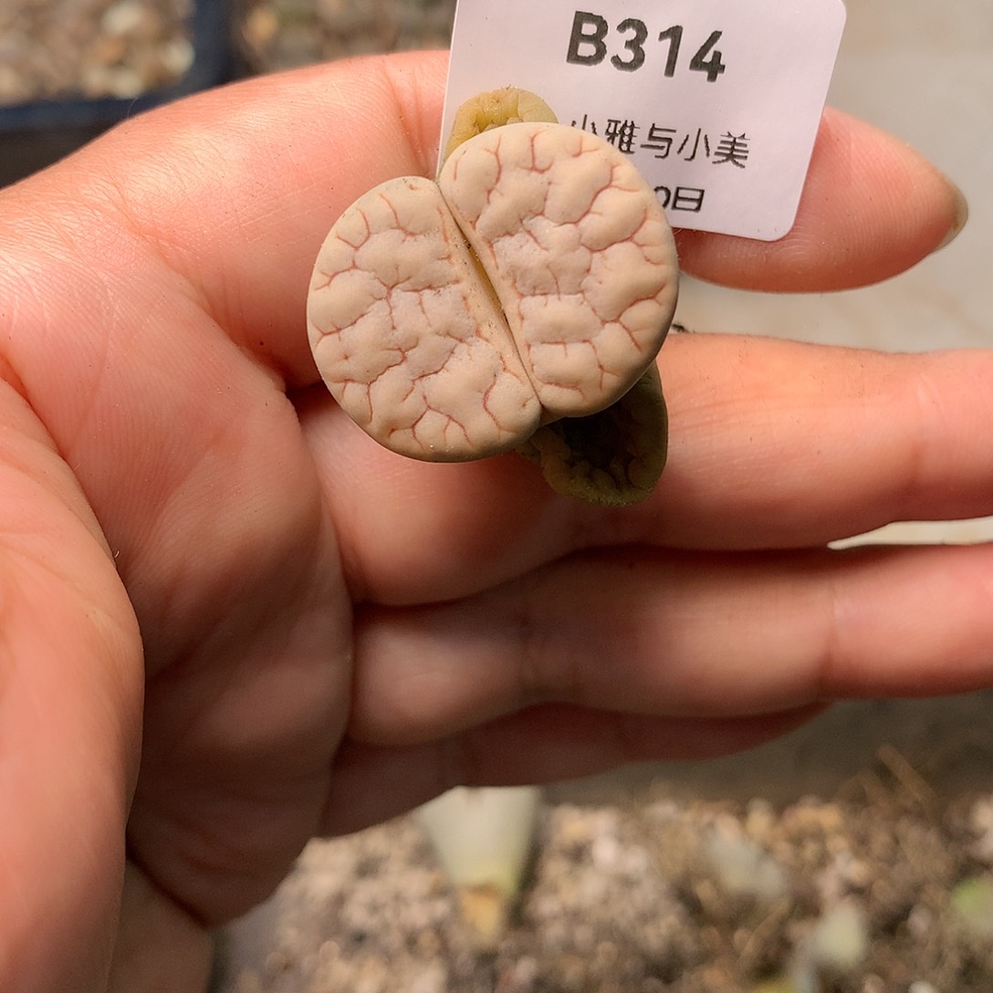 B314多肉植物保护研究所