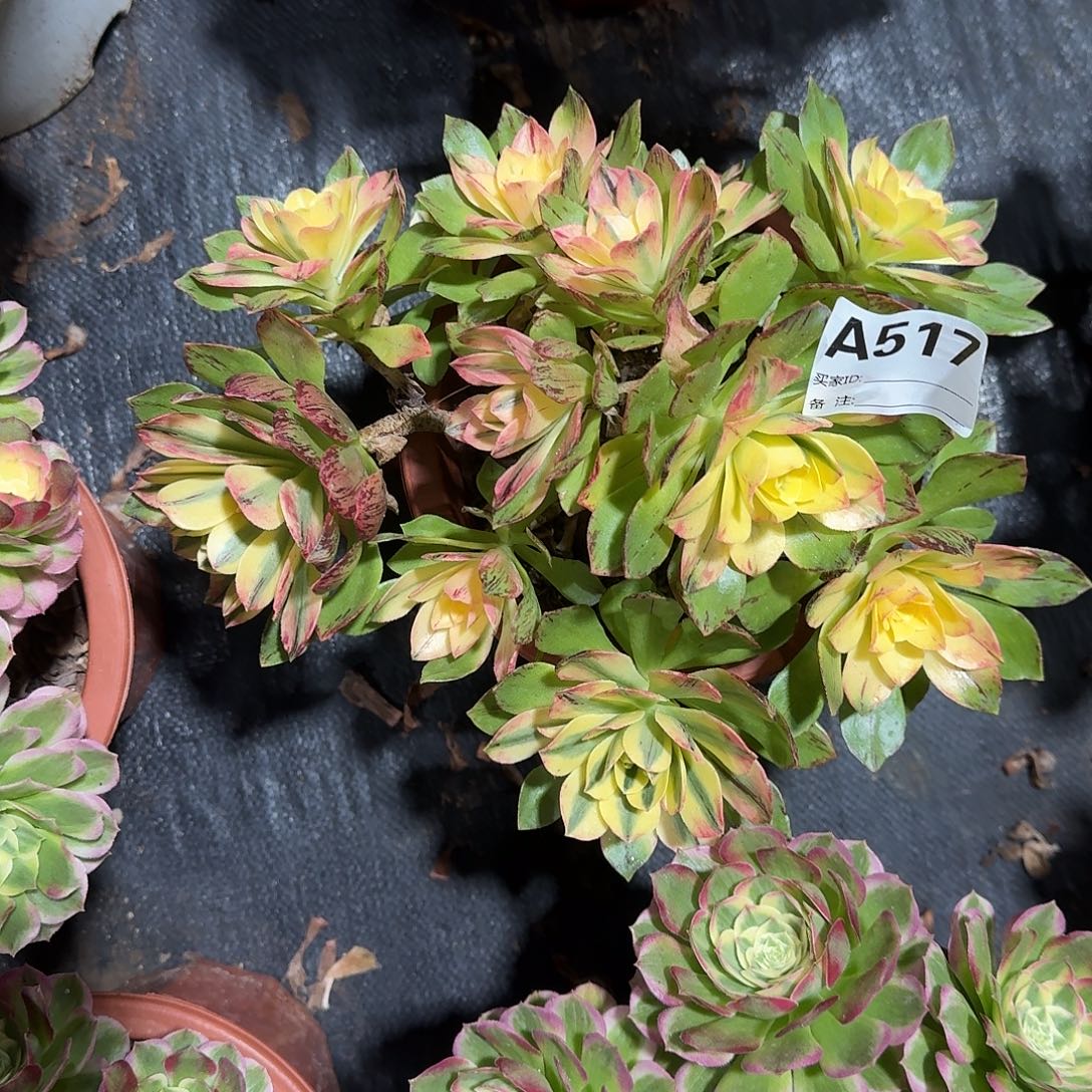 荷花多肉法师a517