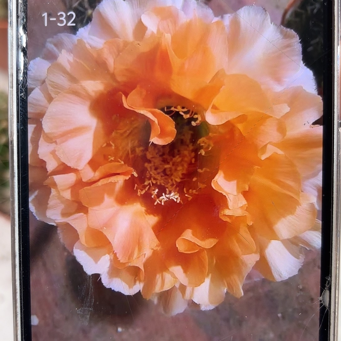 彩草新品1-32号8公分左右