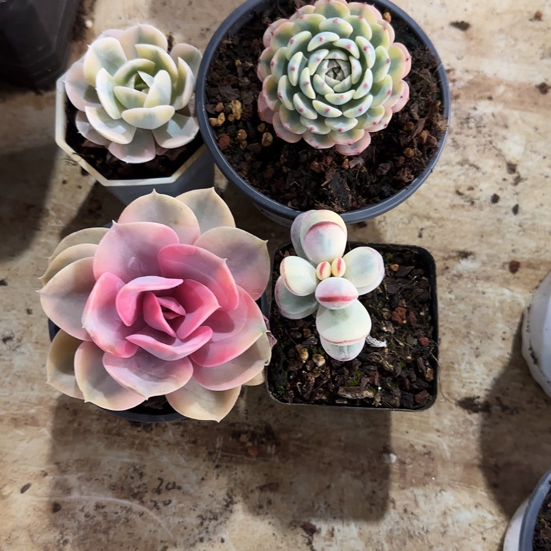 四颗多肉多肉植物