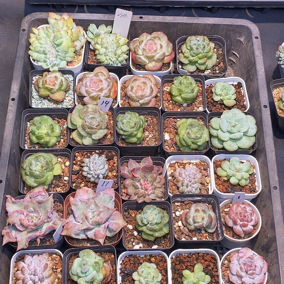 2966一筐29颗石化多肉