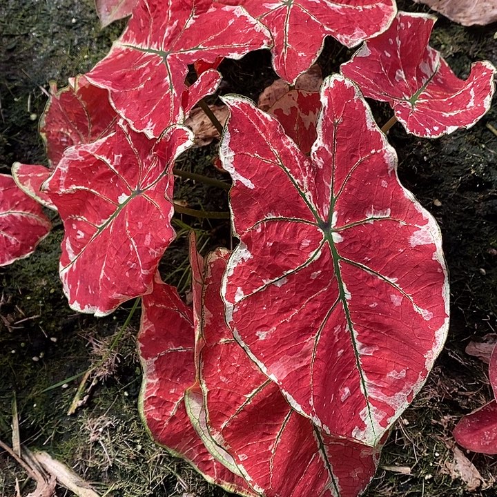 尹***鸣完全开放火凤凰专拍