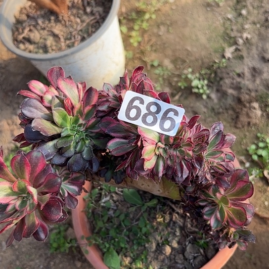 我***喵多肉植物一个微瑕686