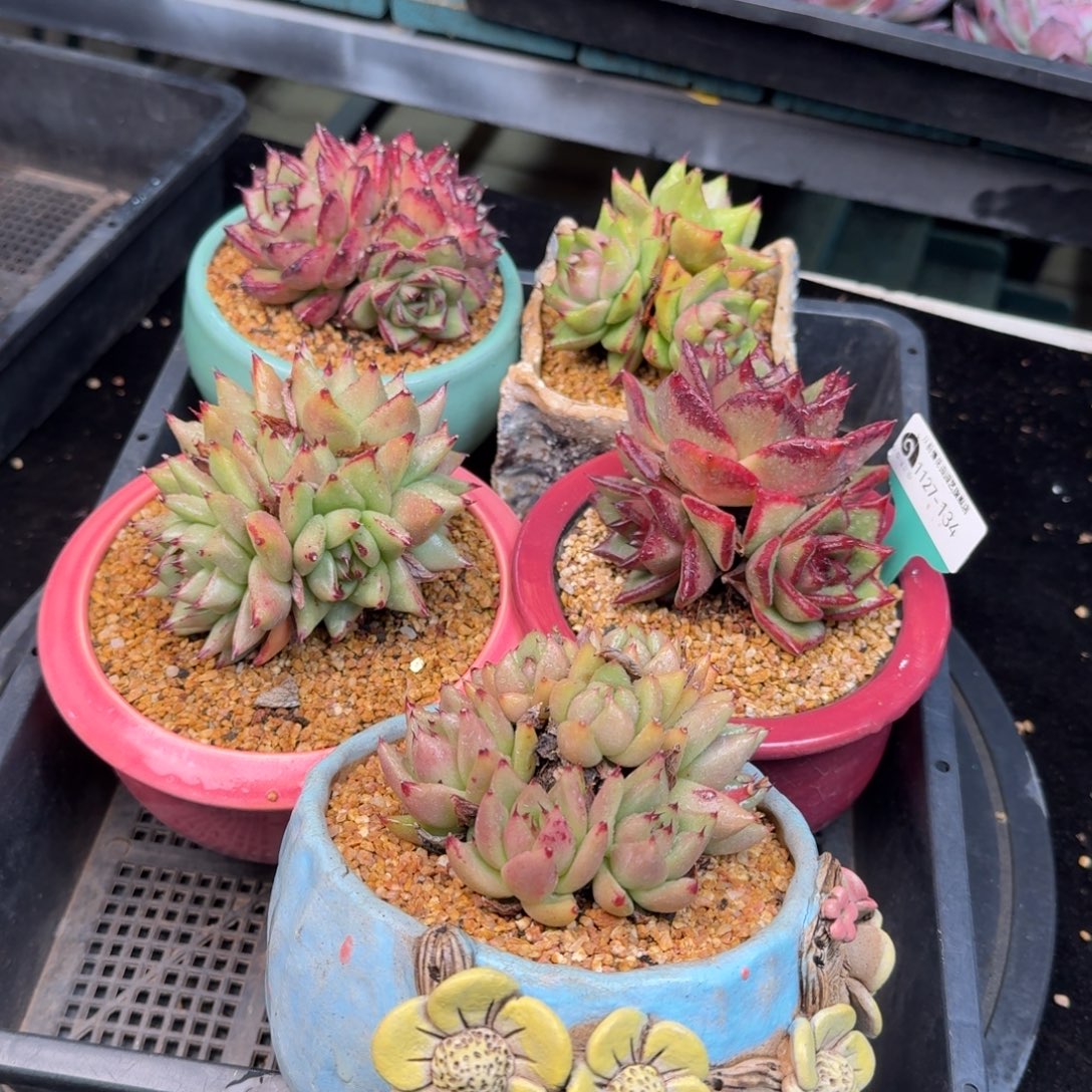 从前慢花园多肉编号1127.134