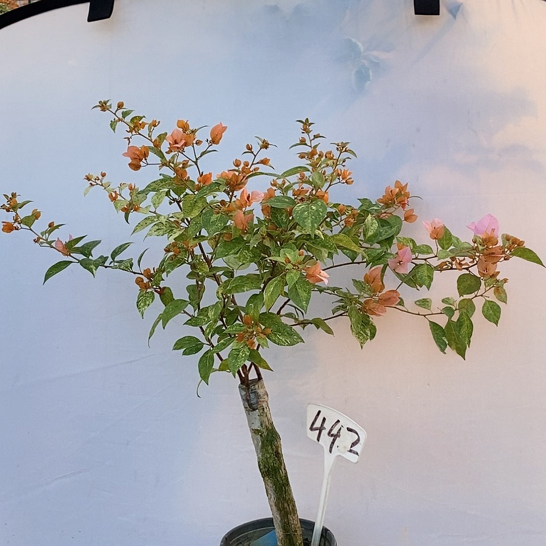 大部分开放少量花苞沙斑女郎442