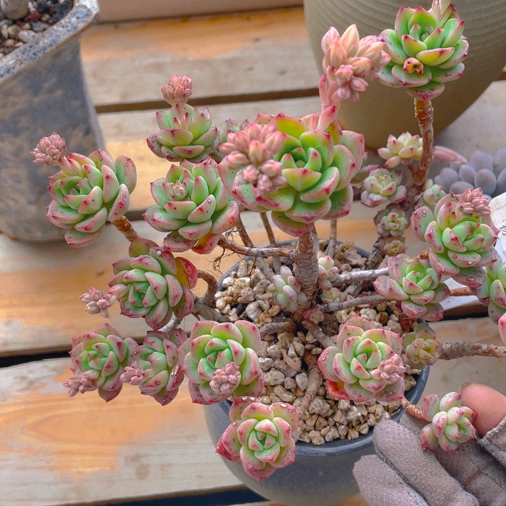 谢谢你的支持00000039