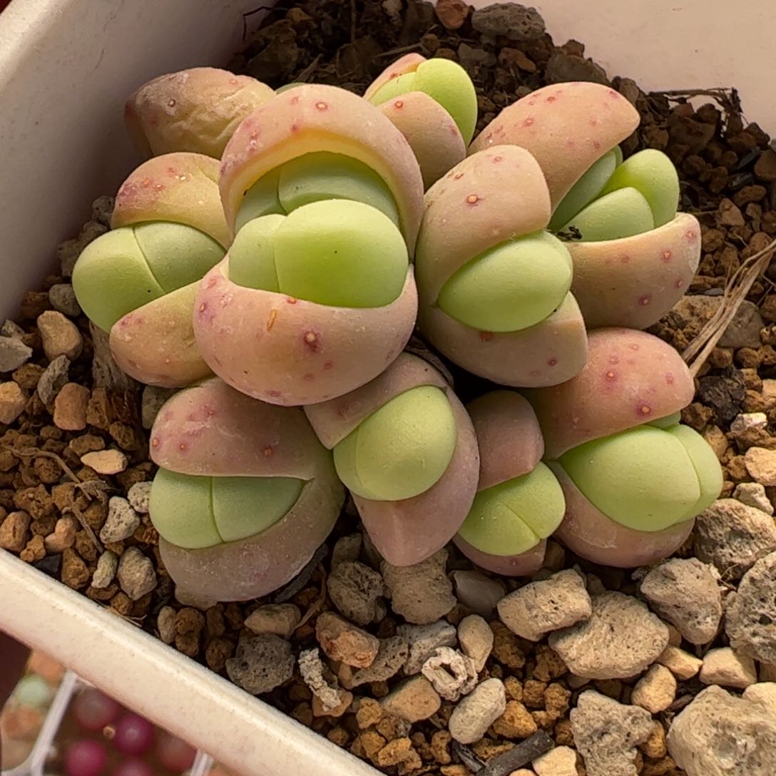 018多肉植物百科