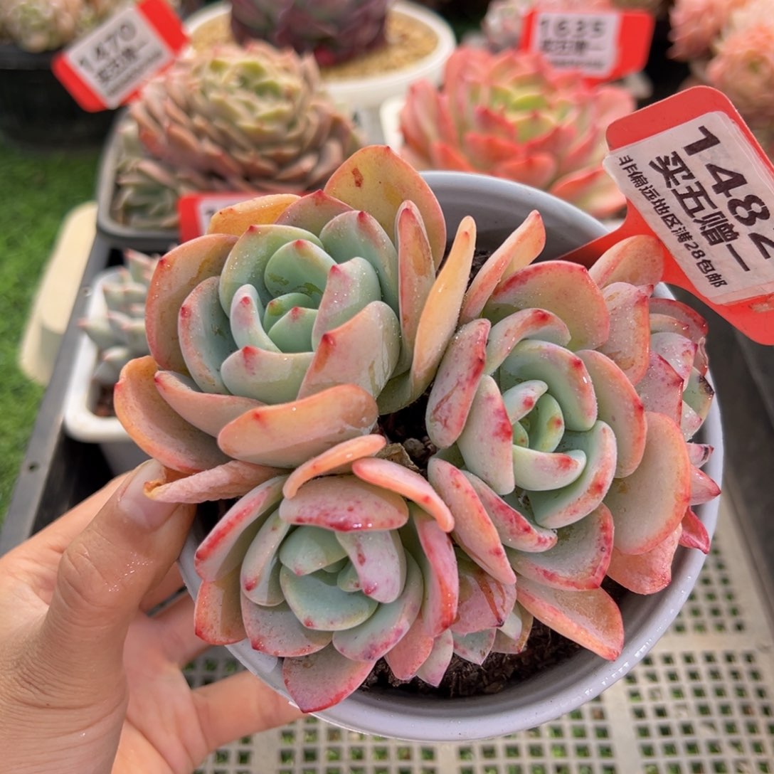 表妹精品多肉1482: