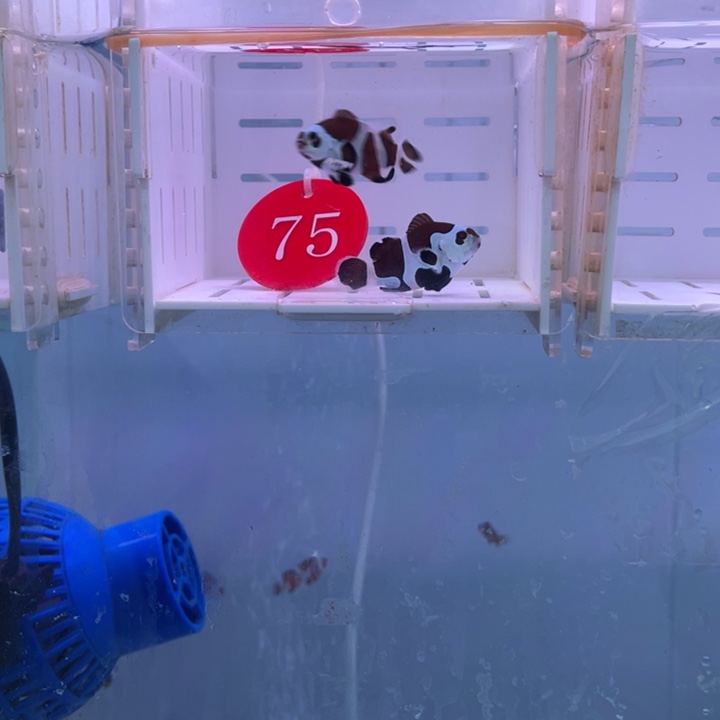 海水鱼精品熊猫2条3-4
