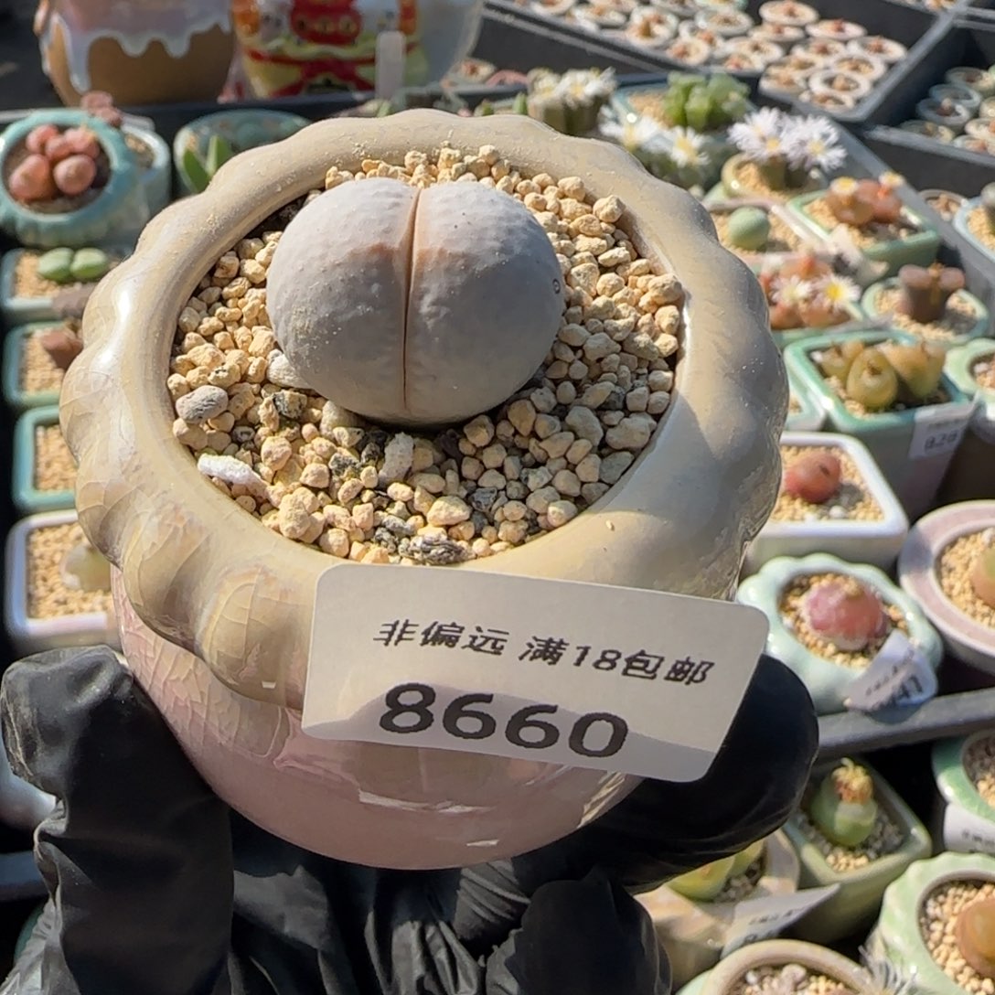 8660/-一物一拍 带盆