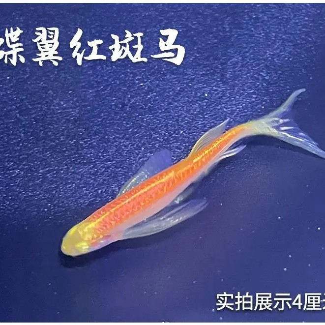 新疆西藏不发货，蝶翼斑马鱼，红斑马鱼，长尾长鳍