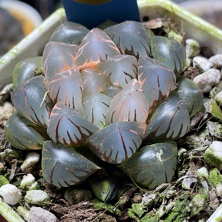 688水中月锦mubenjibie