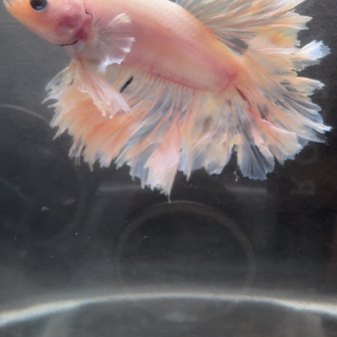 皮****海水鱼45-1号印尼hmpk