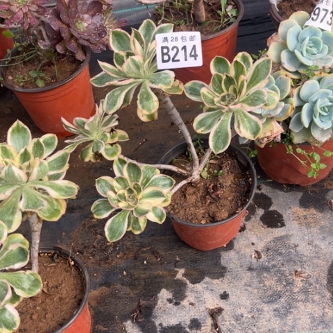 214燕子锦不包断枝