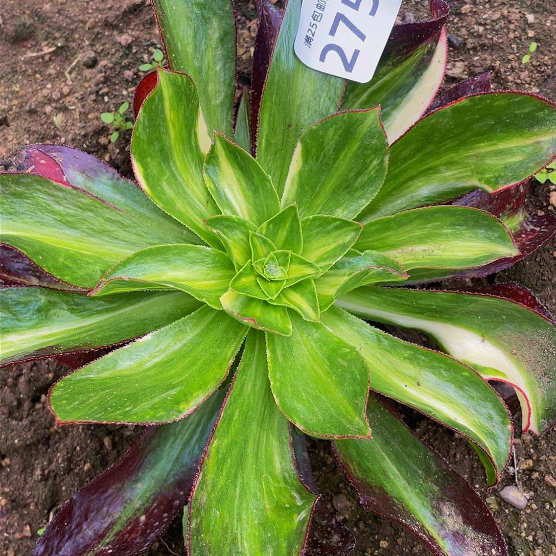 2750魅影中班七彩