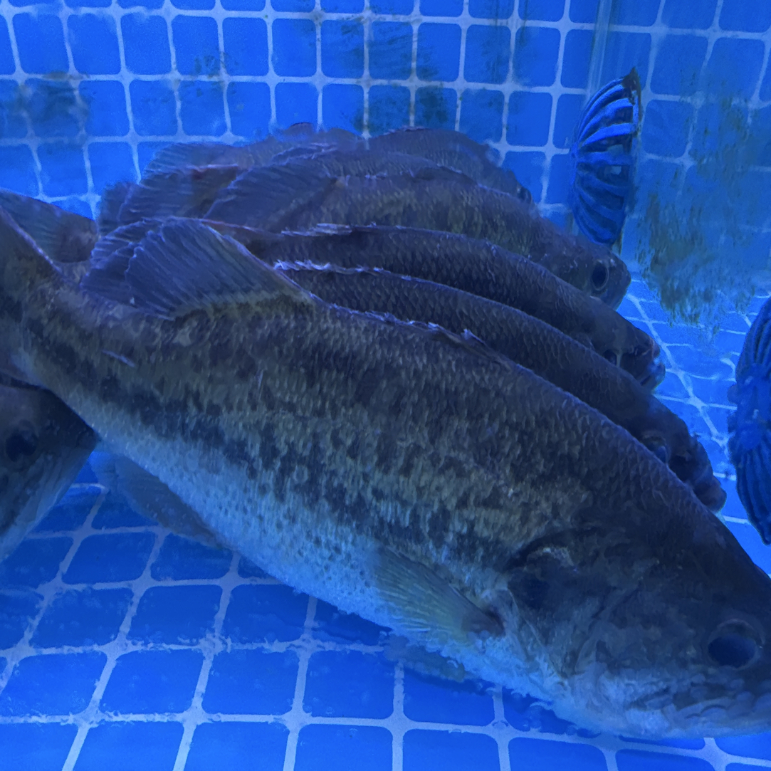 鲜活鲈鱼约600g/条（默认宰杀）