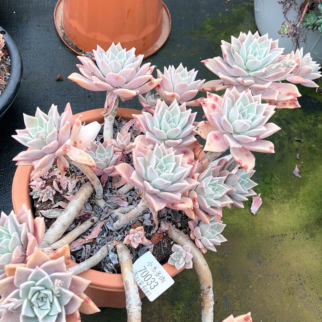 红粉月大群70033