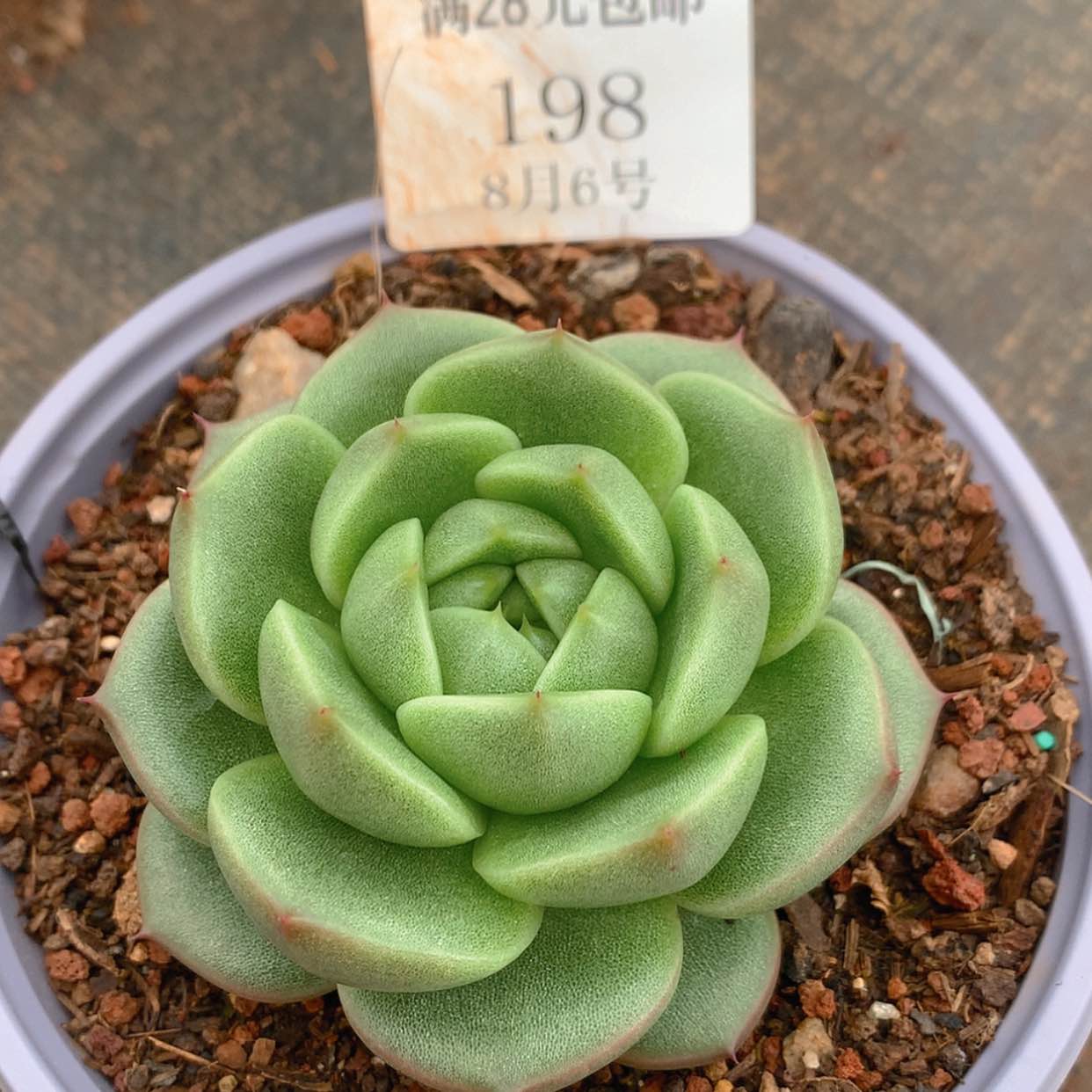 【闪购商品】云198号