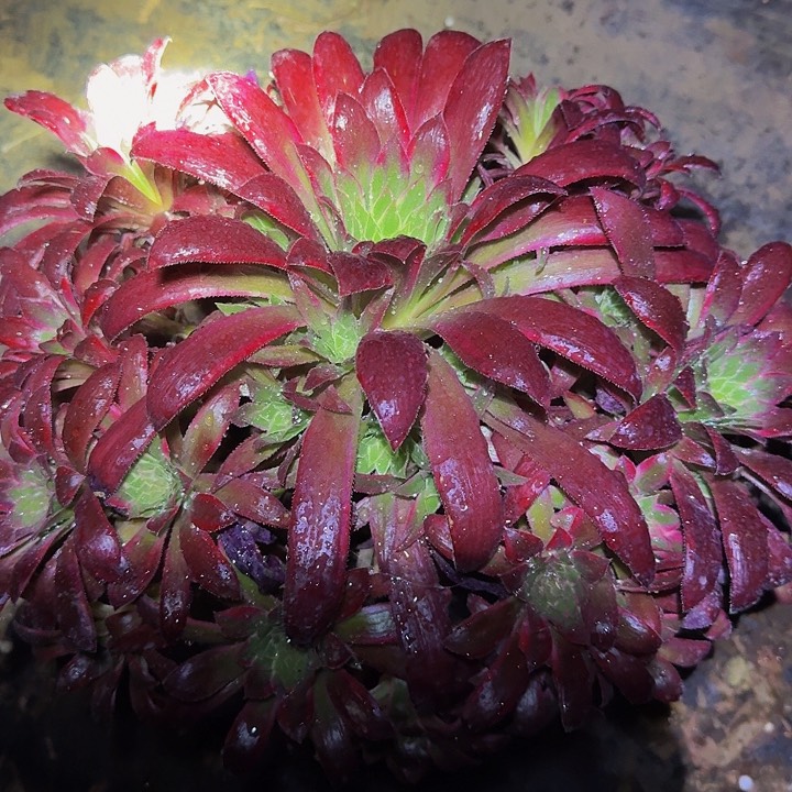 精品孔雀锦捧花开播福利