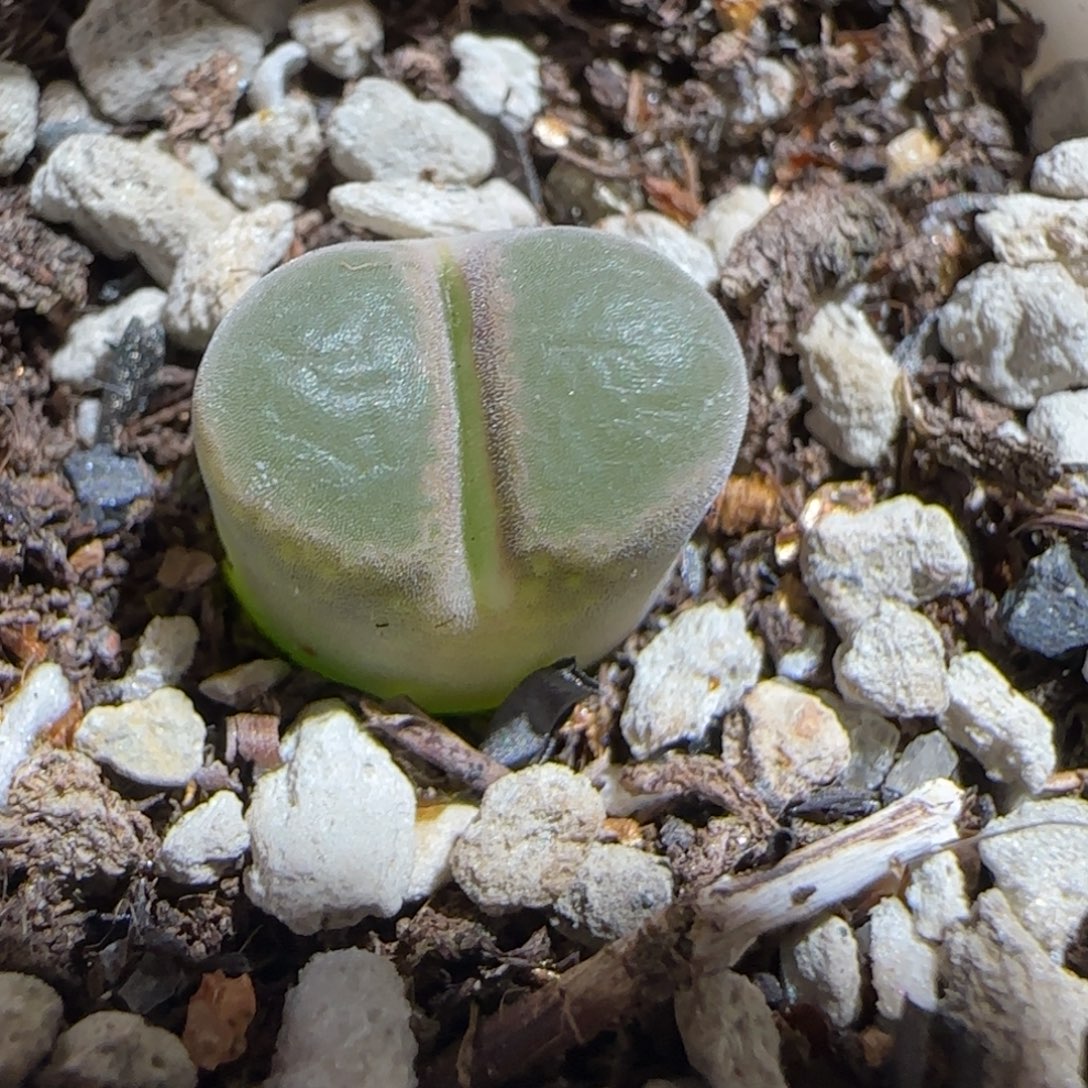 肉锥多肉植物组合-温莎城堡1433