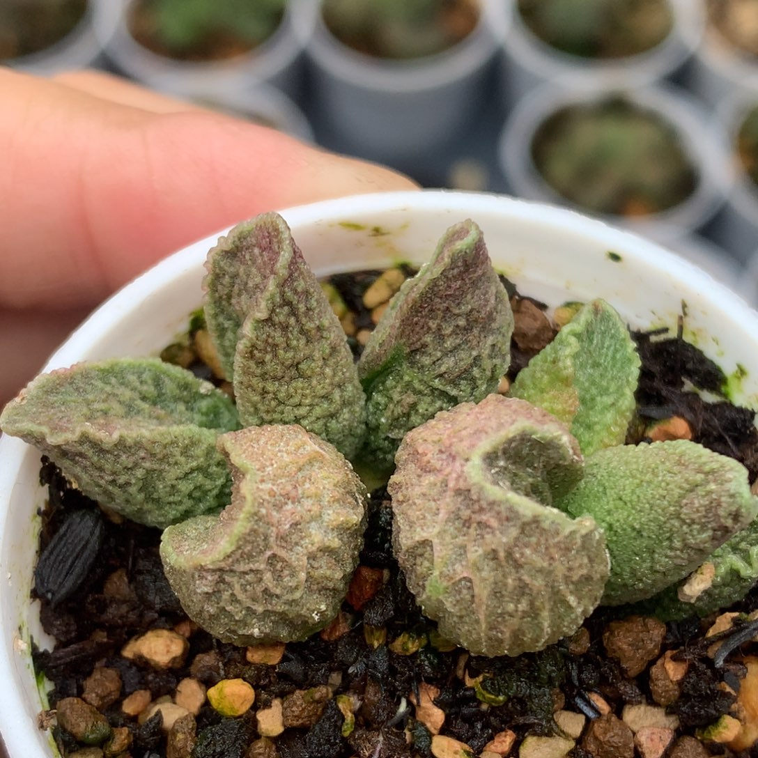 实生水泡 一物一拍照片