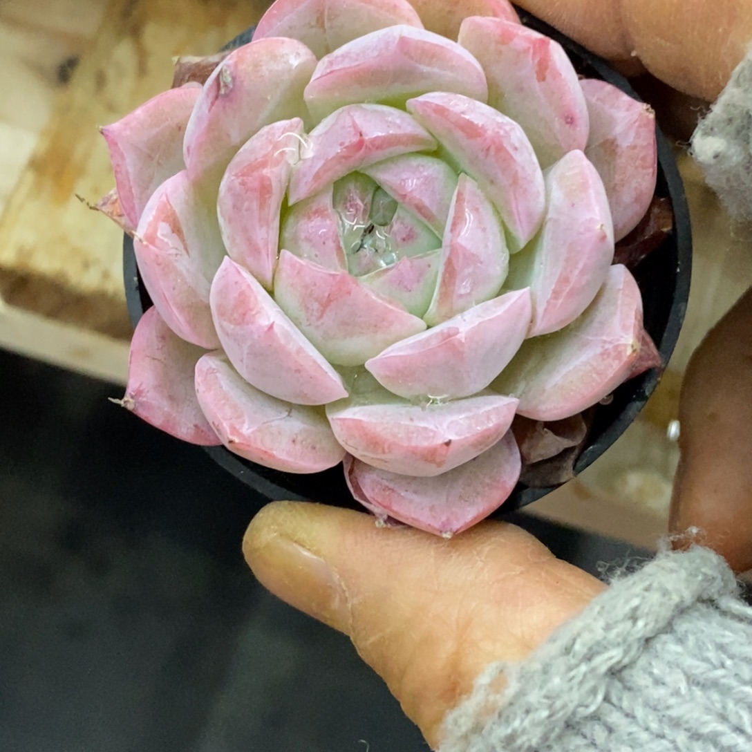 精品多肉一物一拍不包整187