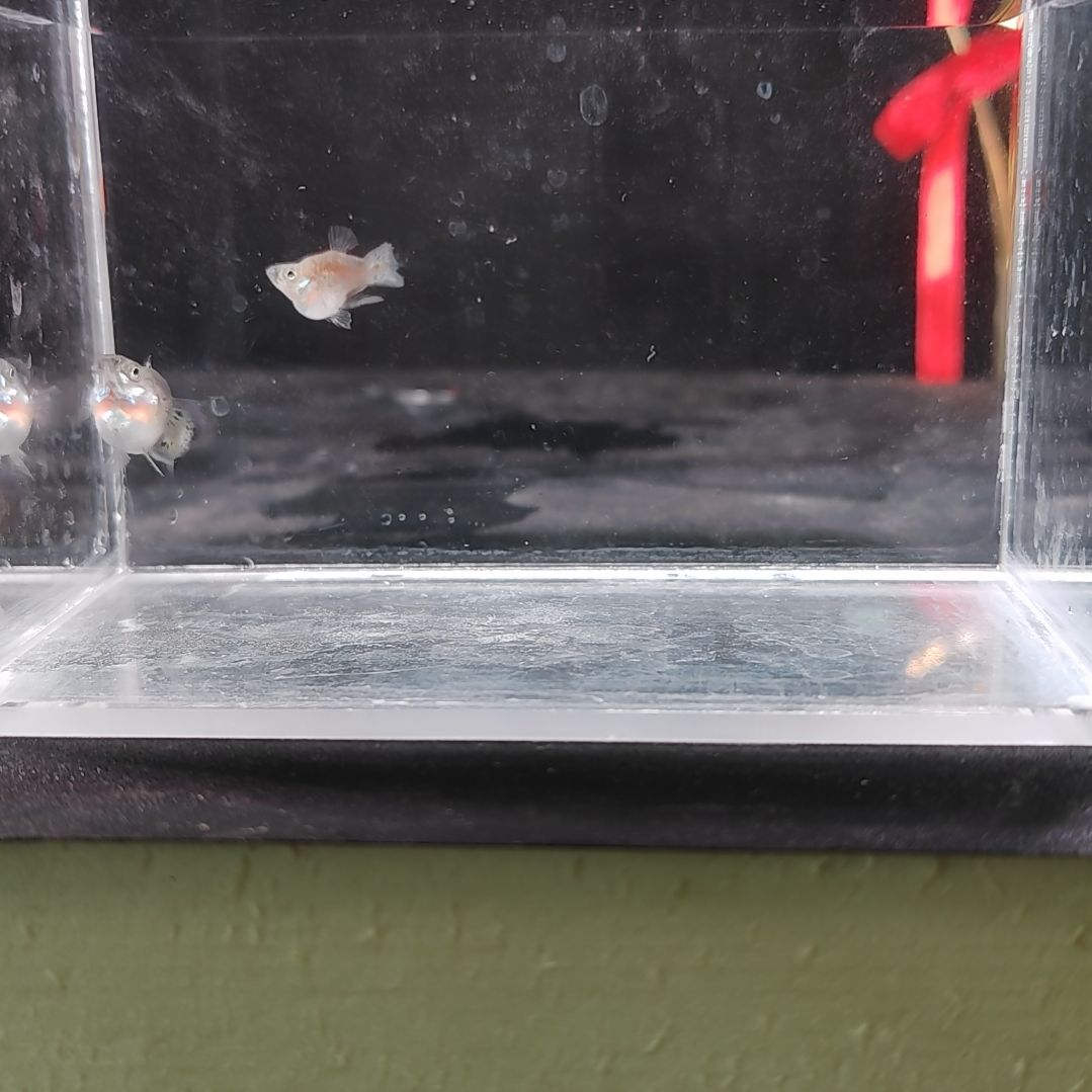 孔雀鱼编号31兰草球