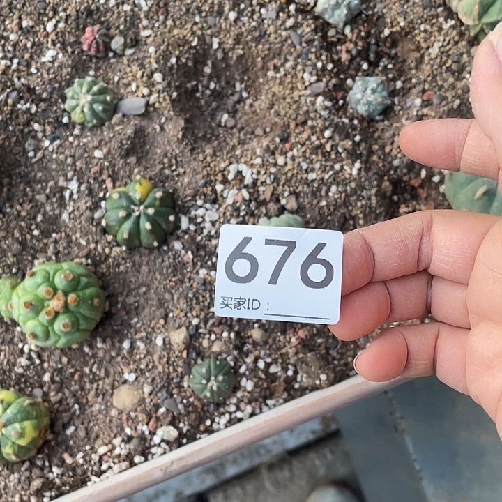 仙人球676号草球一个