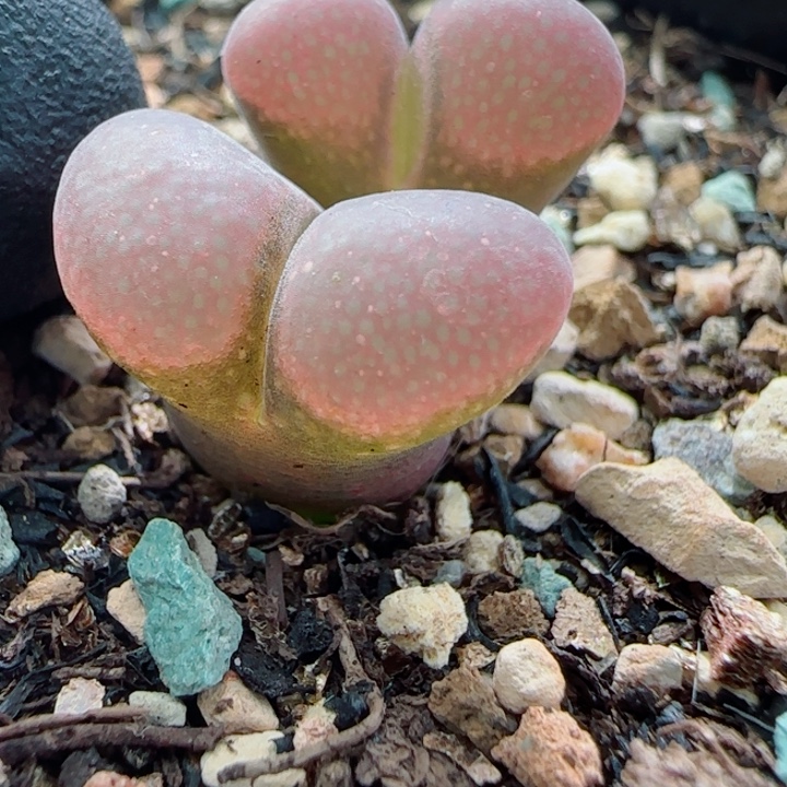 国庆特惠多肉母本143号