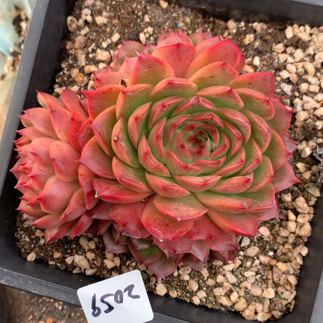 2059杂交多肉老桩