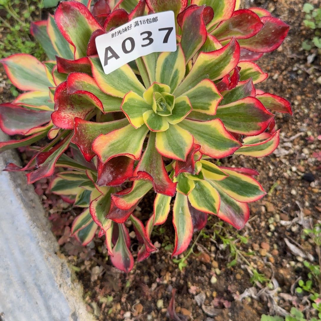 037魅影。多肉植物