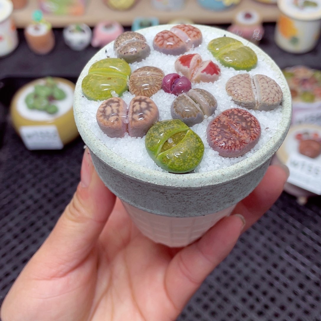 w1553 带盆土发货-零下地区拍保温箱