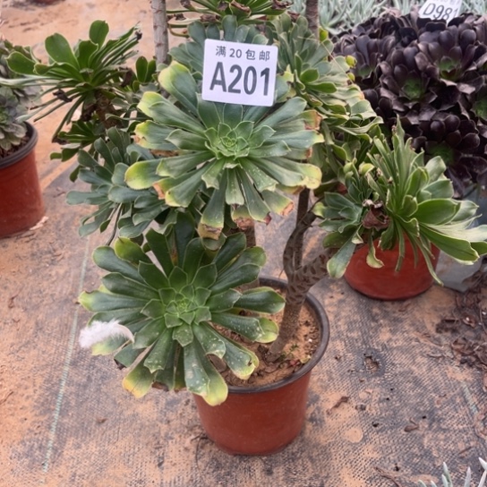 花***语201原始绿有砍不包断枝