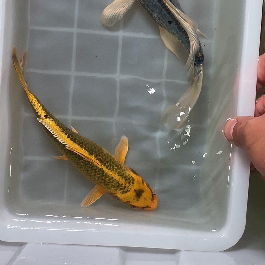 锦鲤包邮，包损，40