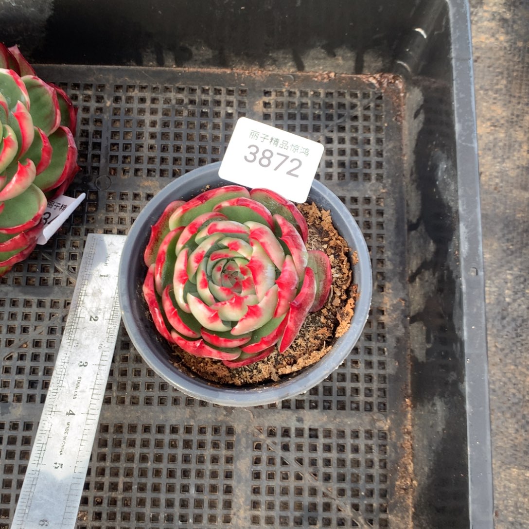 飞***鱼3872一物一拍7厘米