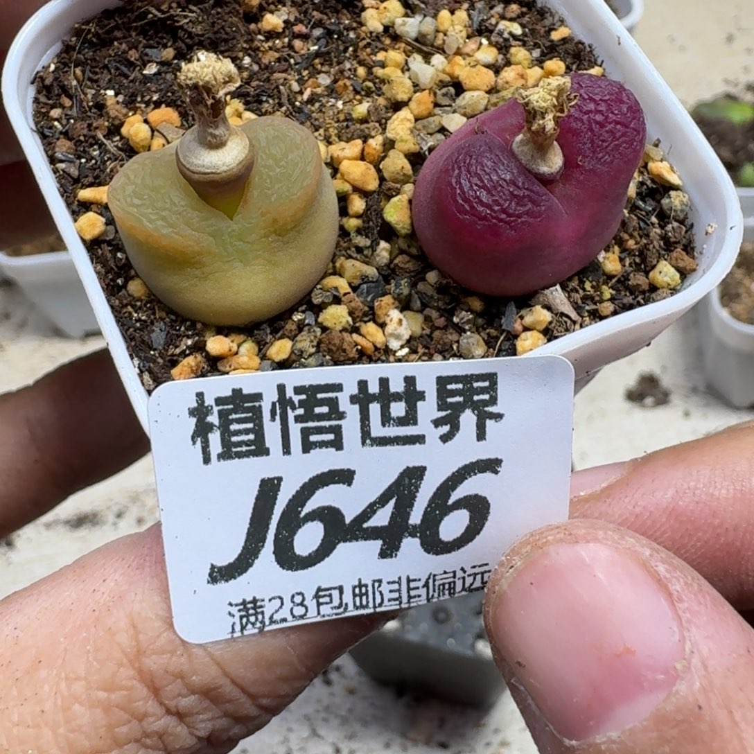 多肉植物的润泽efvv